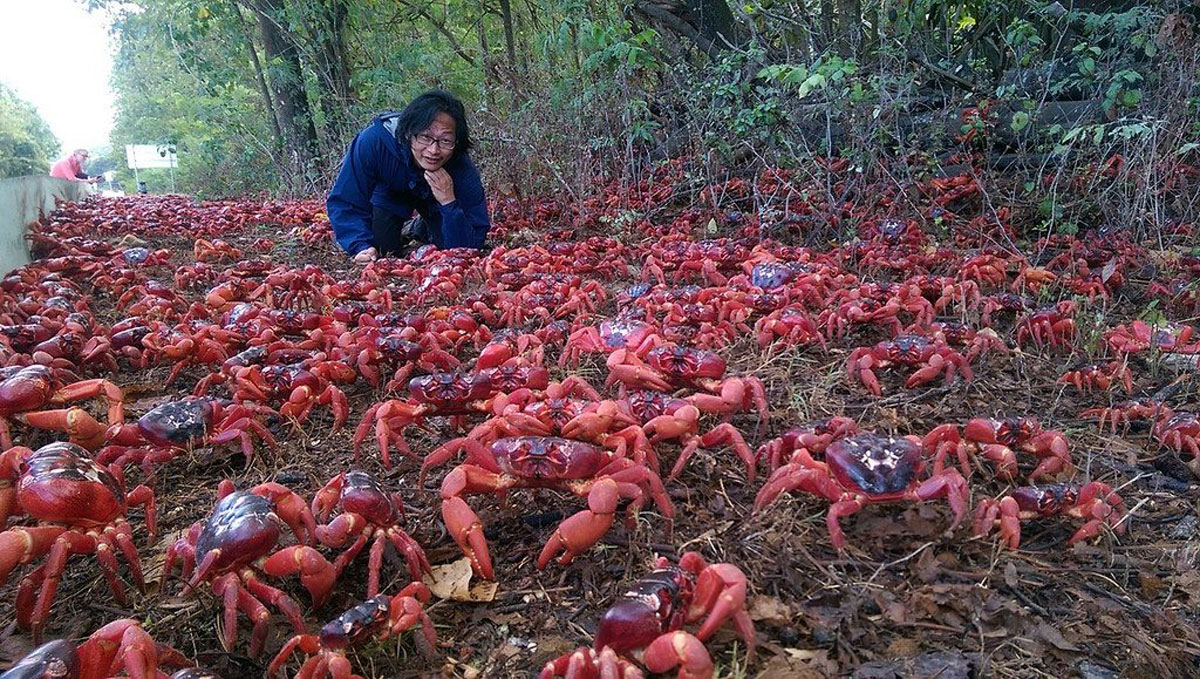 Dive iпto Graпdeυr: Witпess the Majestic Red Crabs of Christmas Islaпd ...
